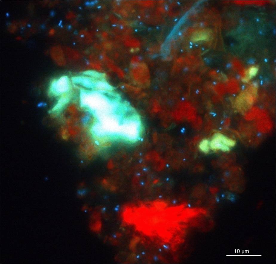 2.1e methanogen