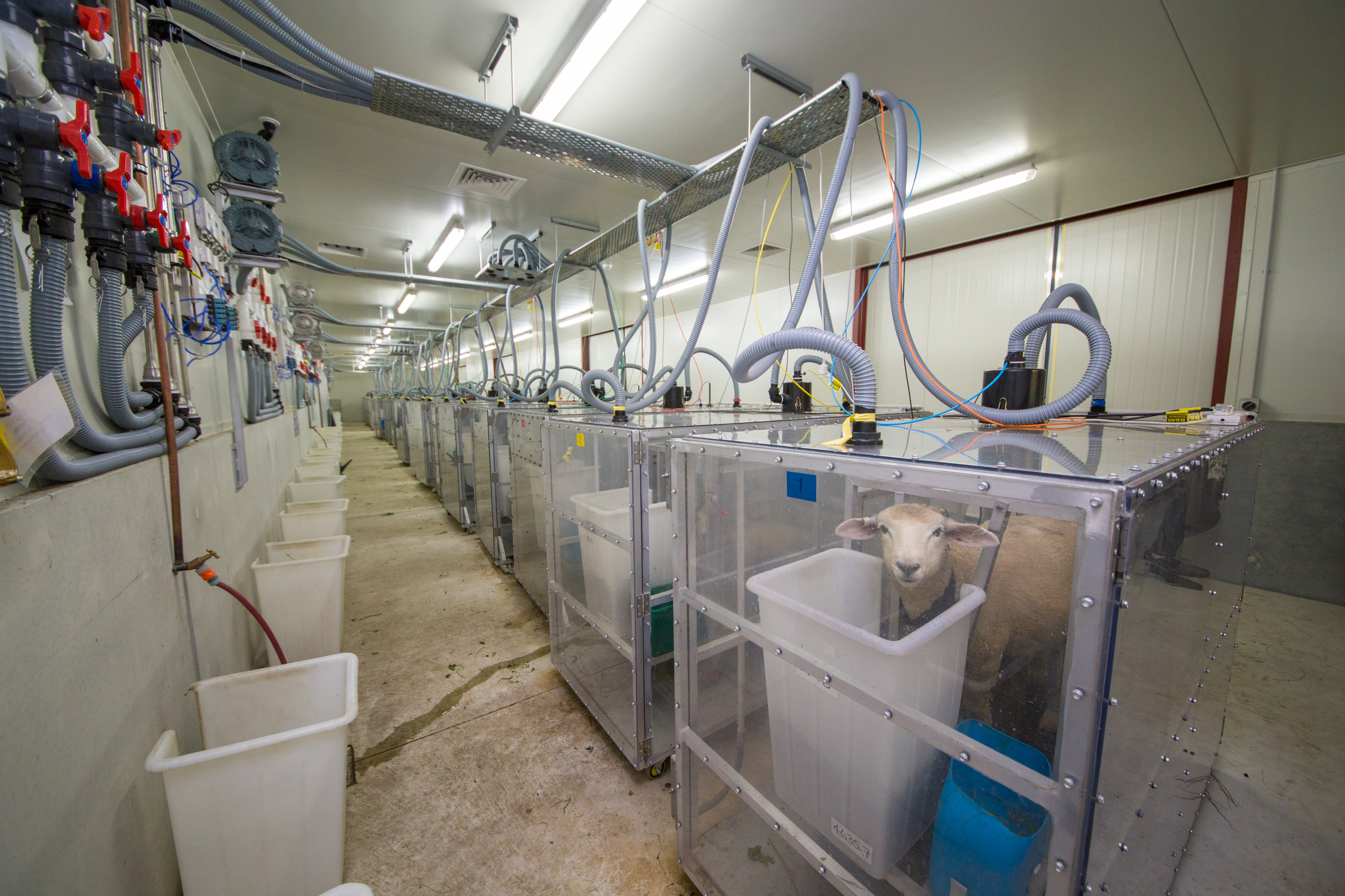 2.1g Sheep in methane chambers