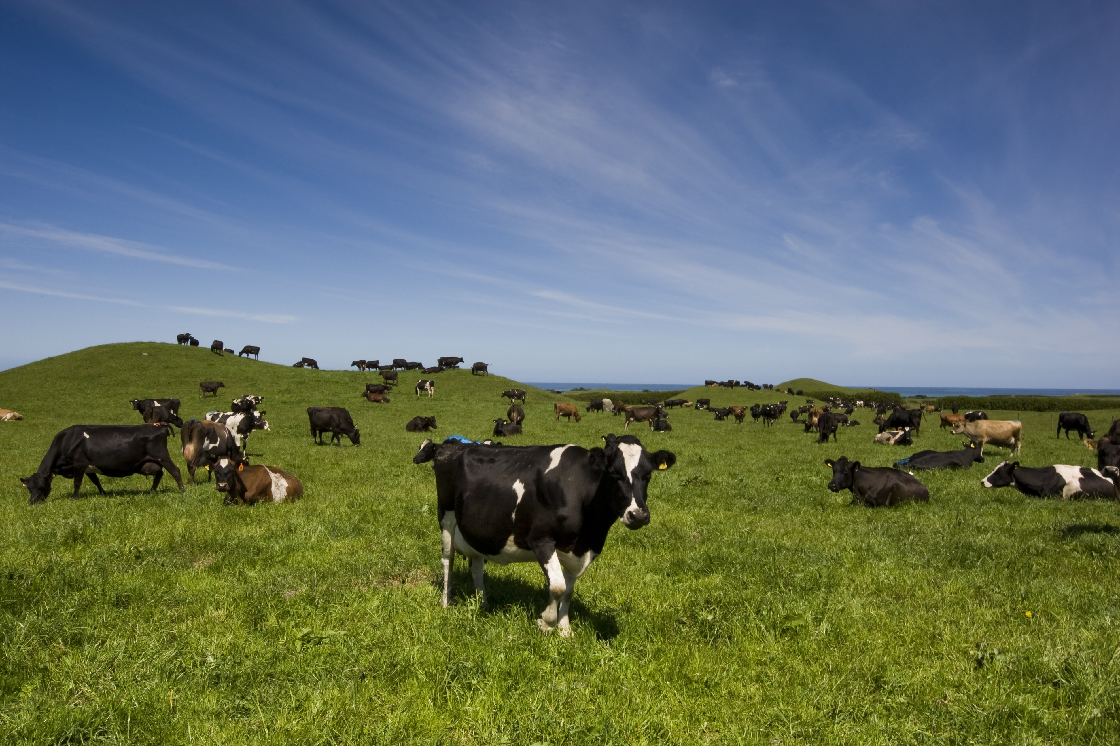 2.2a NZ dairy cows