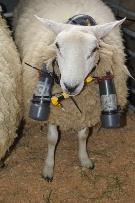 Sheep wearing SF&lt;sub&gt;6&lt;/sub&gt; halter