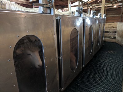 Sheep having their methane measured in the portable accumulation chambers