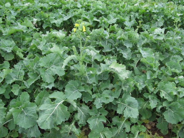 Forage rape