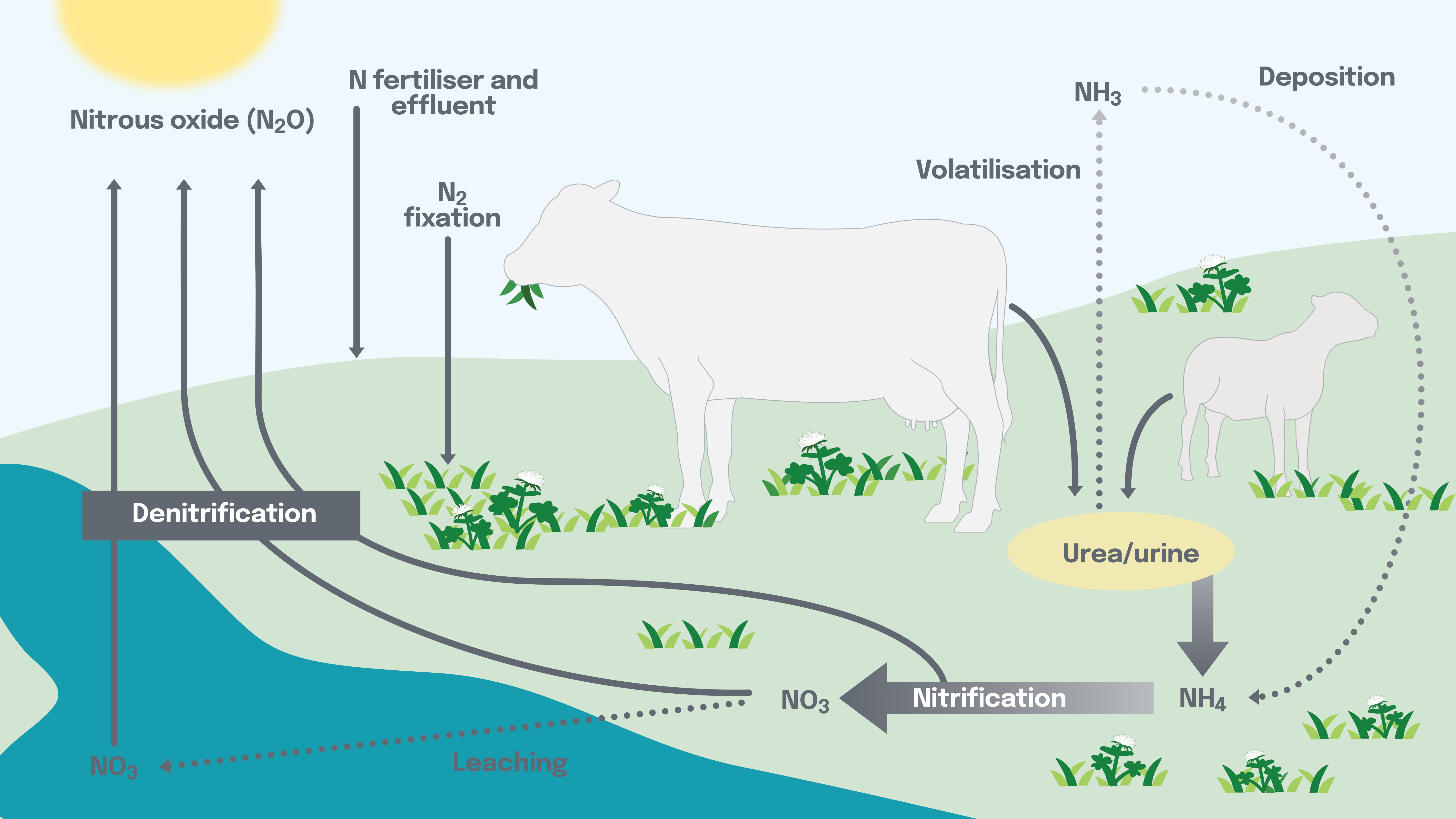N20 Diagram